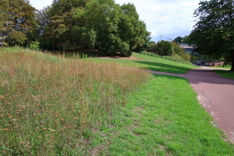 A beporzókat otthonünk körül és akár a városok zöldövezeteiben is támogathatjuk, ha a rövidre nyírt "golfpálya" gyep helyett egy kicsit magasabb vegetációjú és változatosabb gyepet tartunk fent. Mellékesként, még a virágokban is gyönyörködhetünk (Fotó: Deák Balázs)