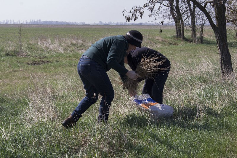 Fészekanyag gyűjtés (Fotó: Godó Laura)