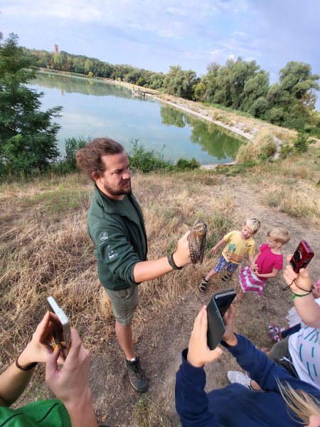 Füleskuvik elengedés előtt (Fotó: Lendvai Csaba)