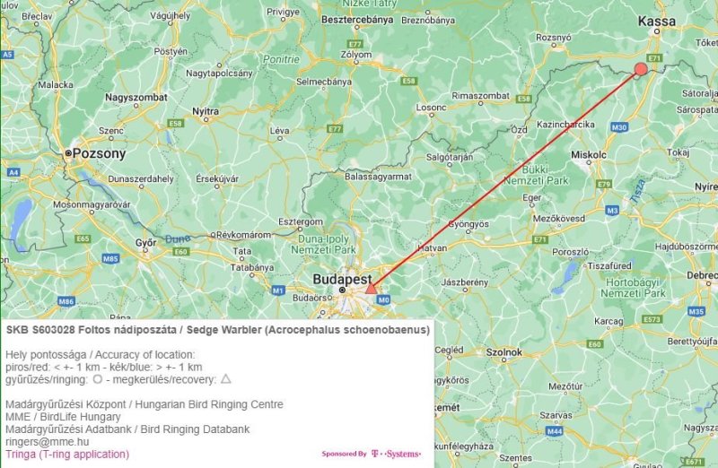 1 éjszaka alatt 182 km-t repült foltos nádiposzáta adata (Forrás: Tringa)