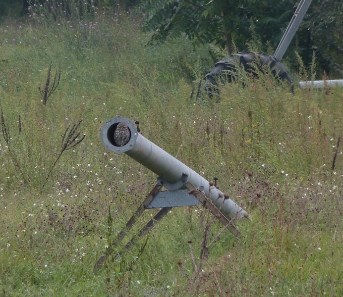 Kuvik a csőben (Fotó: Ócsai Péter)