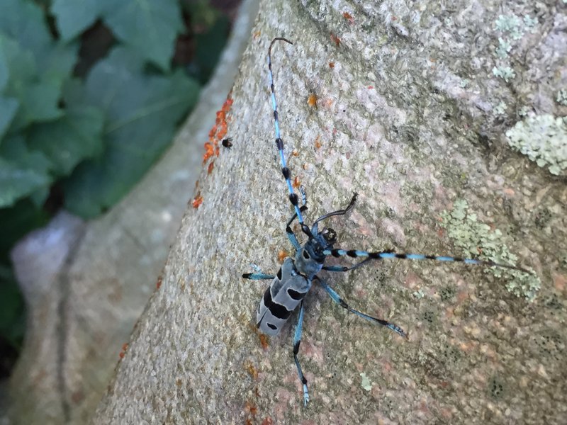 A Duna-Ipoly Nemzeti Park címerállata (Fotó: Kocsis Zsuzsa)