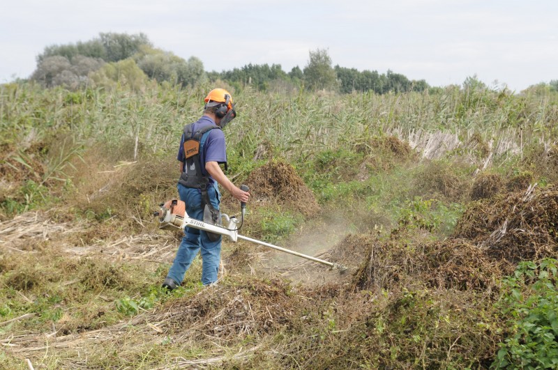 A fűkaszások már 8 órától nekikezdtek a munkának. (Fotó: Bajor Zoltán)