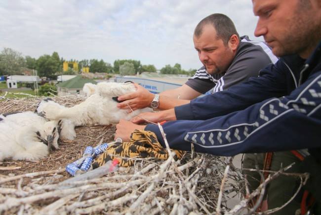 Egyeki és debreceni gólyagyűrűző együttműködése.  Dr. Antal László és Németh Tamás.