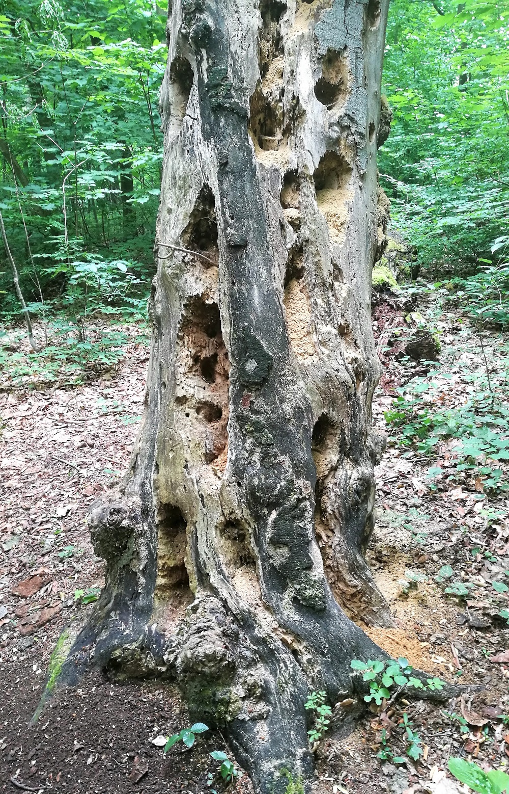  Black Woodpecker foraging work on a dead tree