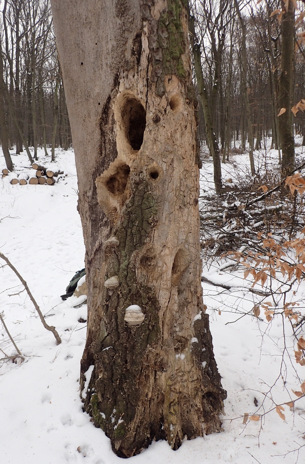 Black Woodpecker foraging work on a dead tree