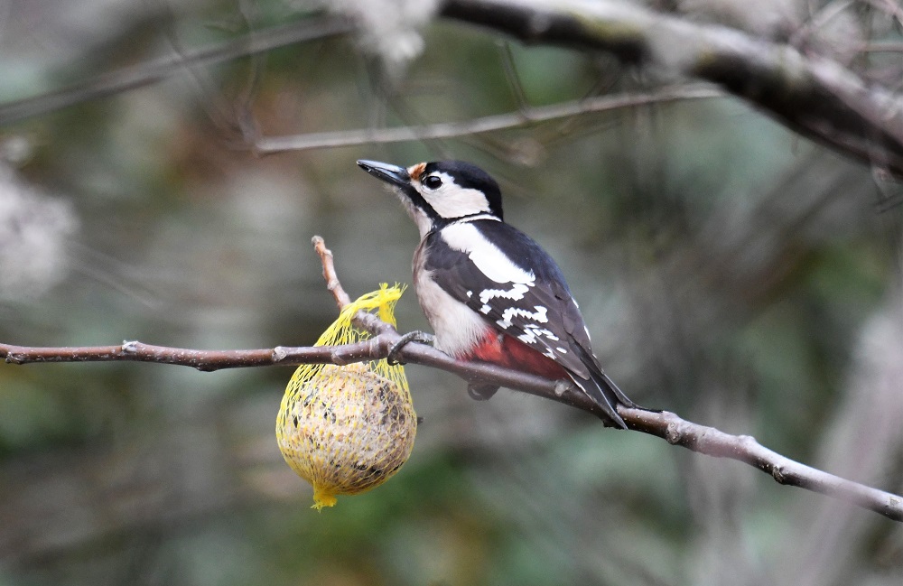 Nagy fakopáncs (Dendrocopos major) / Great Spotted Woodpecker