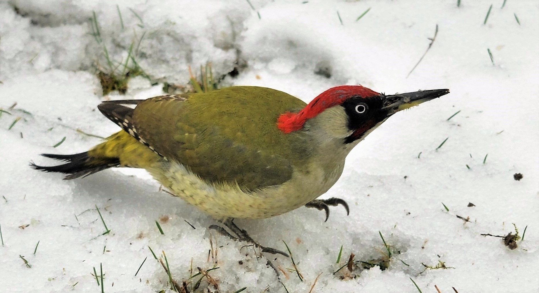  Zöld küllő (Picus viridis) / European Green Woodpecker