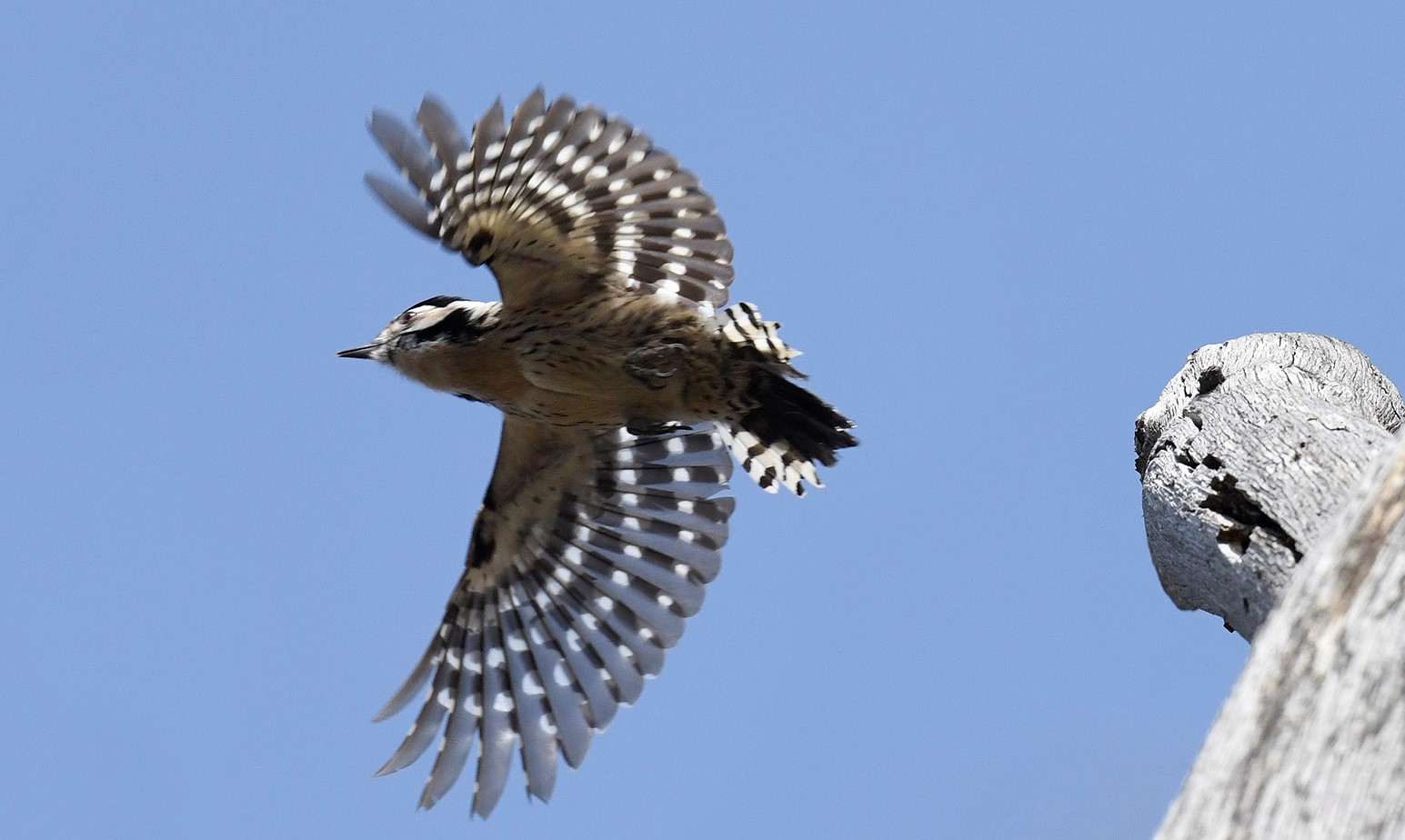  Kis fakopáncs (Dendrocopos minor) / Lesser Spotted Woodpecker