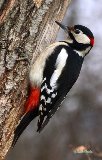 Nagy fakopáncs (Dendrocopos major), Zemplén (Frank Tamás)