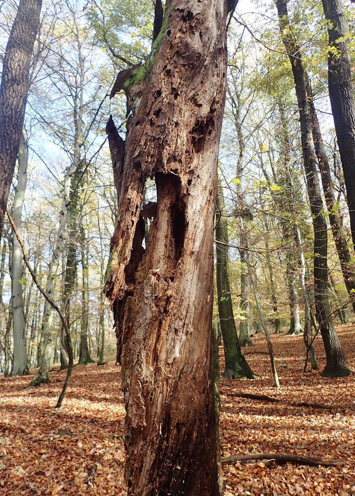 Standing deadtrees