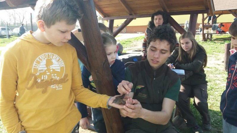 Erdei szürkebegy elengedése gyűrűzés után (Fotó: Víghné Priznicz Tünde)