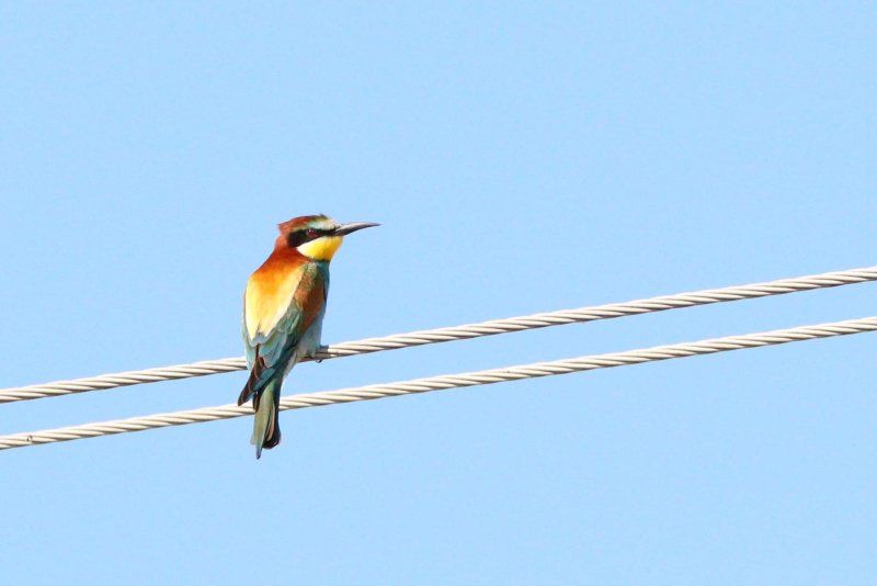 Gyurgyalag (Merops apiaster) Fotó: Juhász Kata