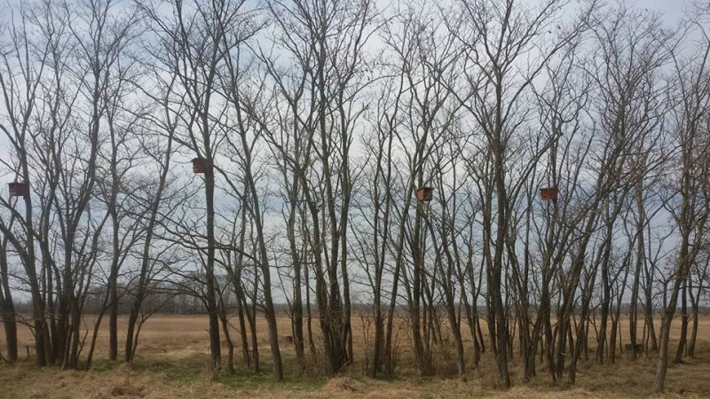 Vércseláda telep a Mosoni-sík egyik akácosában (Fotó: Győrig Előd)