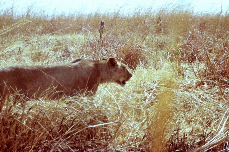 Oroszlán a magas füvű szavannán - Waza Nemzeti Park (fotó: rprot)