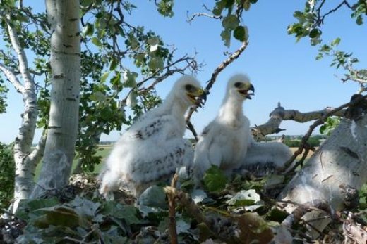 Parlagisas-fiókák (Fotó: PannonEagle archívum)