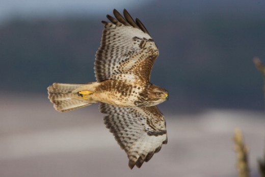 2012 év madara az egerészölyv (Fotó: Papp Gábor - RaptorImages.hu).