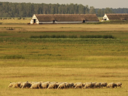 Legelő (Fotó: Orbán Zoltán)