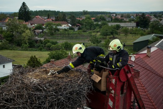 Gólyamentés (Fotó: Görögh Zoltán)