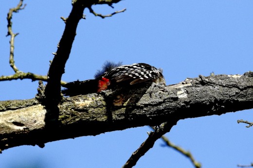 Ágon napfürdőző balkáni fakopáncs / Sunbathing Syrian Woodpecker (Fotó: Orbán Zoltán).
