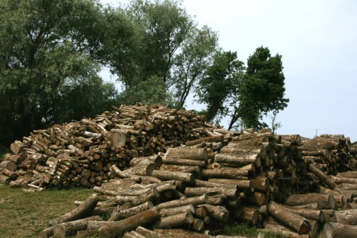 Fakitermelés (Fotó: Göcző Gabriella).