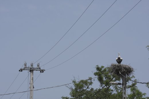 Belterületeken az elektromos hálózat oszlopain fészkelő fehér gólyák óriási számban esnek áramütés áldozatául minden évben. A bejelentő űrlap célja jelentős részben ezeknek az eseteknek a csökkentése, megszüntetése (Fotó: Orbán Zoltán)