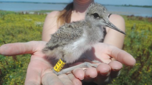 Gólyatöcs fióka gyűrűzése Mekszikópusztán  (Fotó: Pellinger Attila)