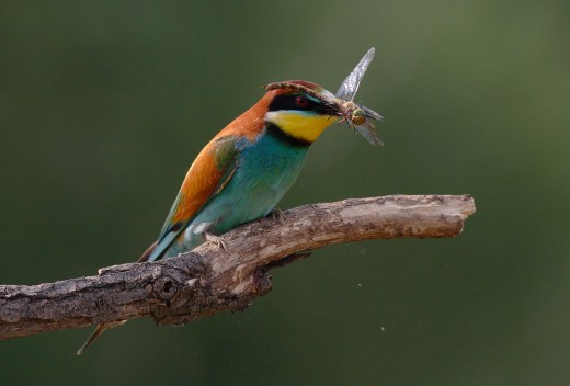 Gyurgyalag (Fotó: Lóki Csaba)