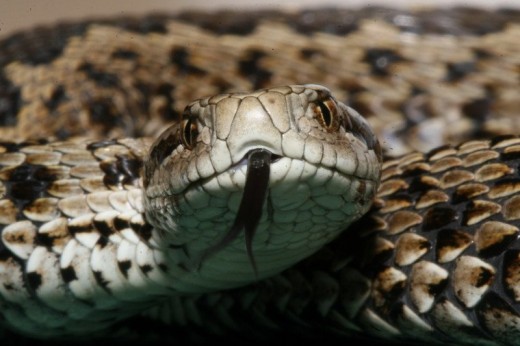 Rákosi vipera