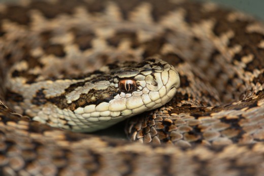 Rákosi vipera (Fotó: Halpern Bálint)