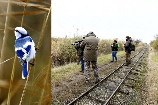 A fantasztikus megjelenésű madár és néhányan a megfigyelők közül (Fotók: Orbán Zoltán)