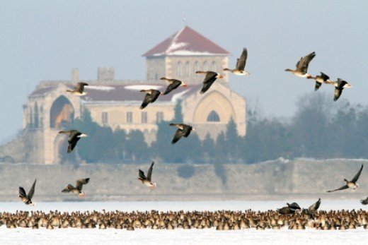 Vadludak a Tatai Öreg-tavon (Fotó: Csonka Péter)