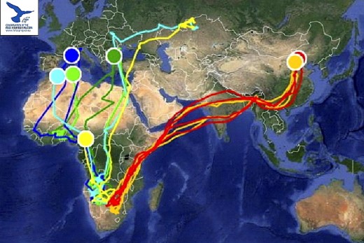 A vonulás szaharai átkelésében részt vevő kék vércsék, és a kínai költőterületre visszéerkezett két amuri vércse helyzete június elején (Forrás: satellitetracking.eu).