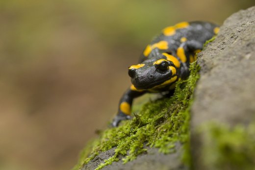 Foltos szalamandra (fotó: Altmann Péter)