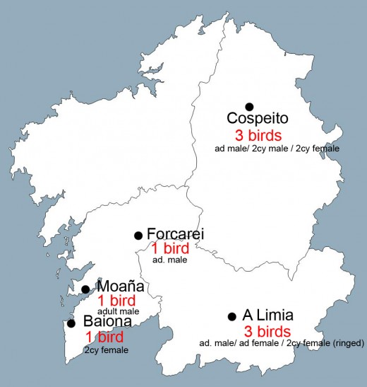 Galíciai (Spanyolország) megkerülések 2015 május közepéig, a költőterülettől mintegy 2500 kilométerre nyugatra (Forrás: Antonio Gutierrez).