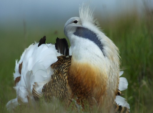 A dürgő túzok kakas az MME jelkép madara, a logónkban stilizáltan ez a madár látható (Fotó: Motkó Béla).