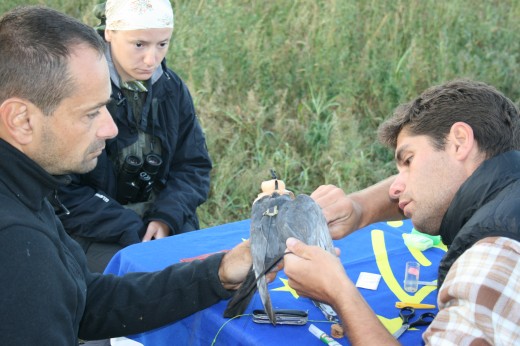 „Ubul” jeladózása – 2014.09.14-15., Duna-delta, Románia 