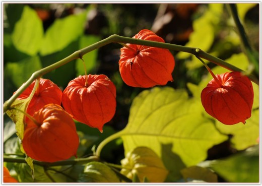 A lampionvirág (Physalis alkekengi) feltűnő termése (Forrás: panoramio.com). 