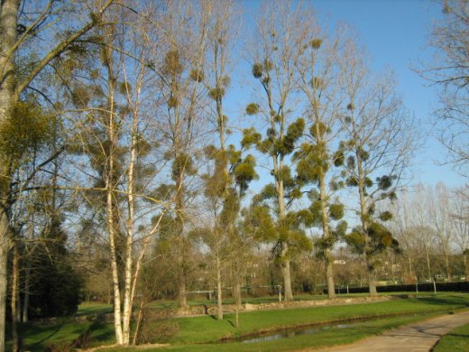 Ezeken a fákon már elég sok fagyöngy él (Forrás: www.gardeningknowhow.com)