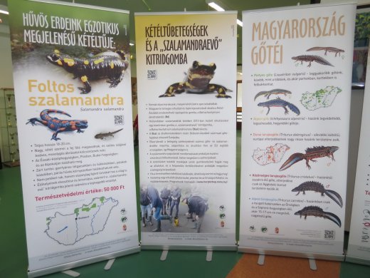Foltos szalamandra vándorkiállítás tablói