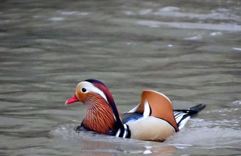 A mandarinréce október vége óta megfigyelhető az Eger-patakon (Fotó: Tarjáni Stella)