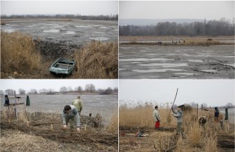 Küszvágó csér és dankasirály költősziget-rekonstrukció az irmapusztai halastavakon (Fotó: Dr. Kovács Gyula)