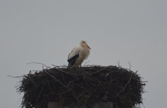 "Öreg Báró" az őrhalmi iskola kéményén 2016.02.27-én (fotó: Papp Ferenc)