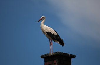 Fehér gólya ( Fotó: Nesztor Karolina)