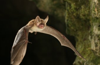 A nagyfülű denevér jó állapotú erdőink fokozottan védett faja (Fotó: Forrásy Cs.)