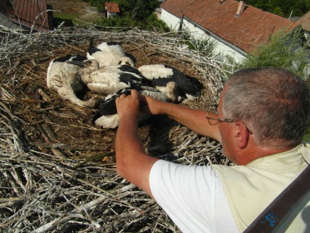 Gyűrűzés a fészekben (Fotó: Szabó Tünde)