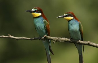  Gyurgyalagok pihenőfán (Fotó: Lóki Csaba).