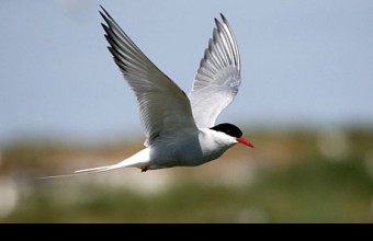 Sarki csér (Forrás: guardian.com).