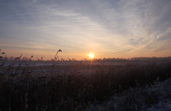  Biharugra (Fotó: Simay Gábor)