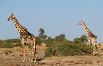 Zsiráfok a Chobe Nemzeti Parkban (Fotó: Brendan van Son).